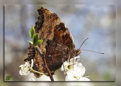 Schmetterling