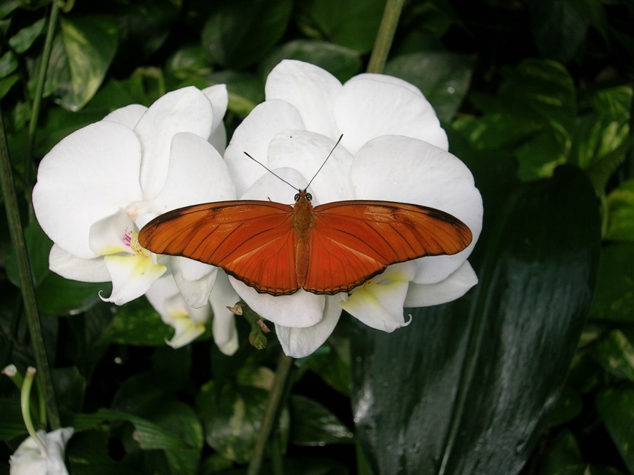 Schmetterling