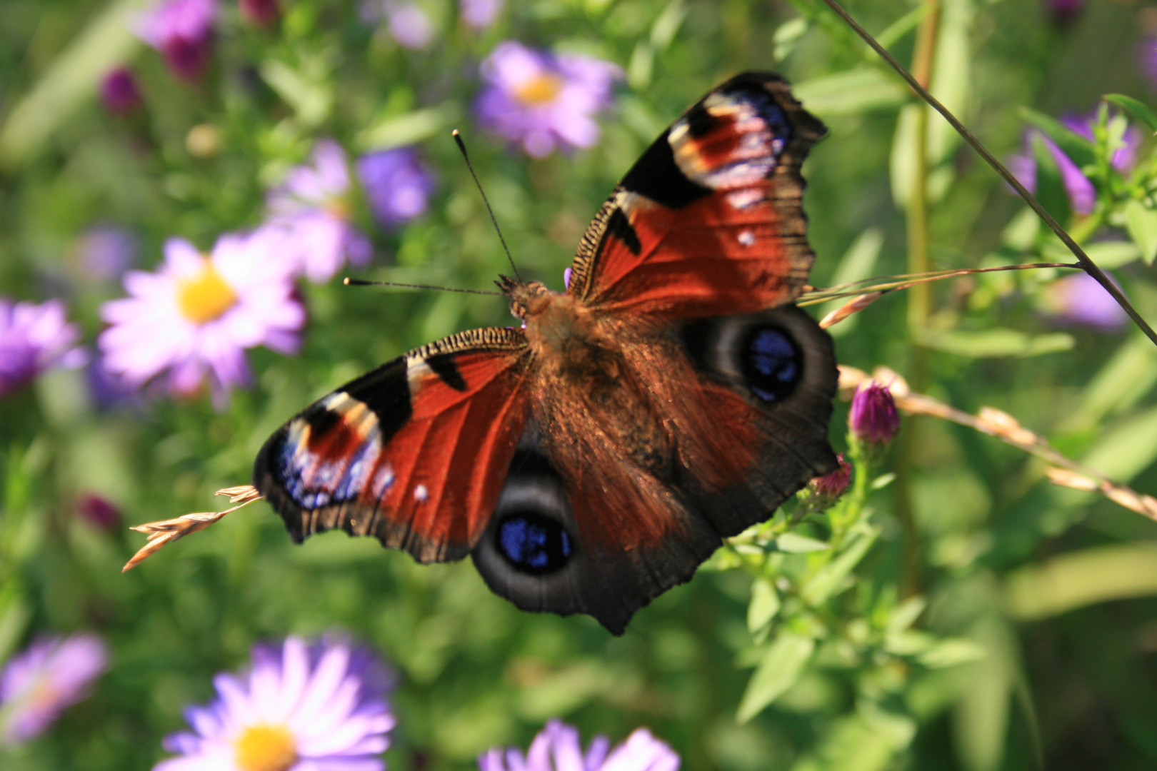 Schmetterling