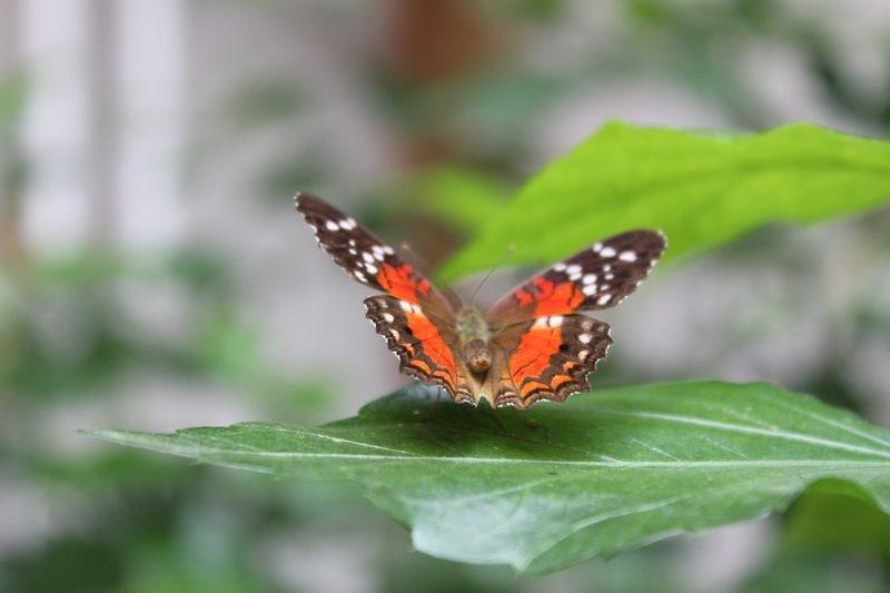 Schmetterling