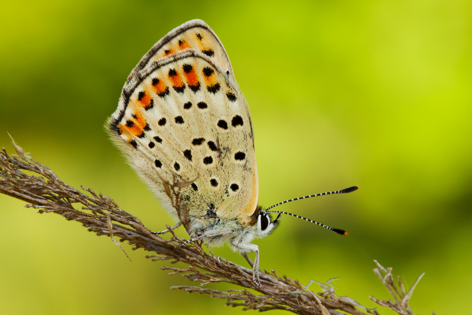 Schmetterling