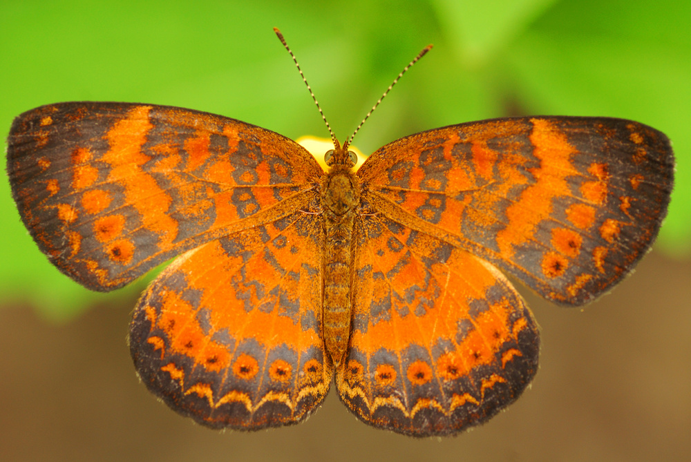 Schmetterling