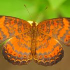 Schmetterling