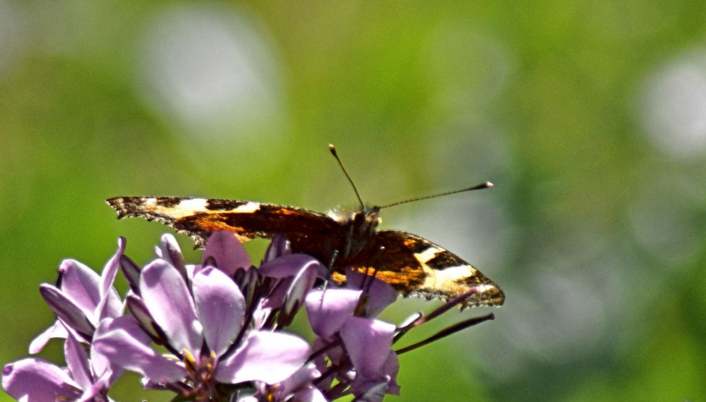 Schmetterling