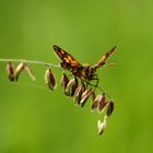 Schmetterling