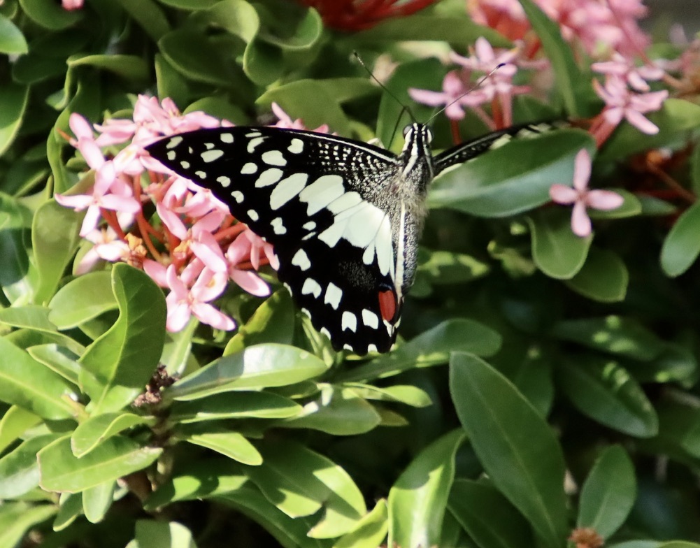 Schmetterling