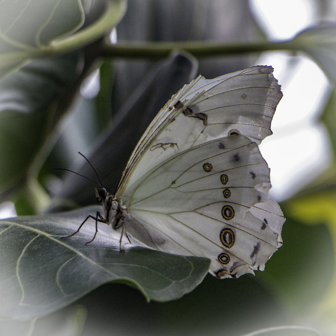 Schmetterling