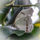 Schmetterling