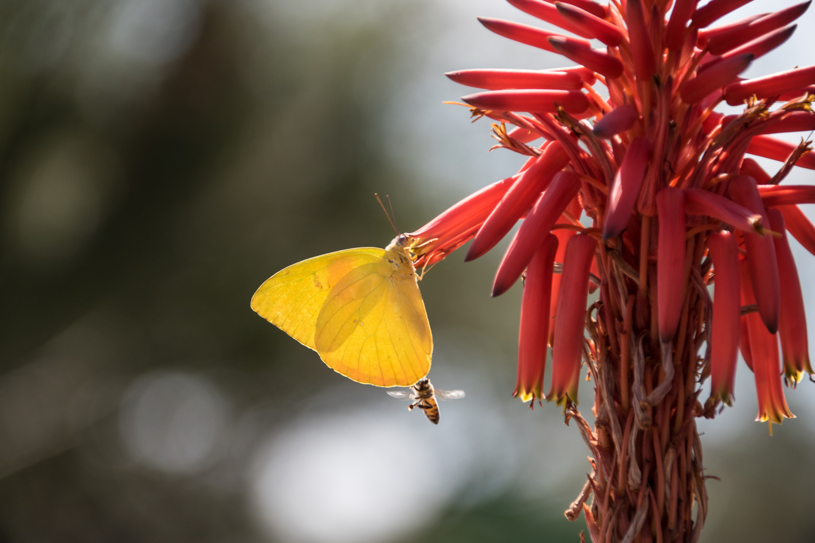 Schmetterling