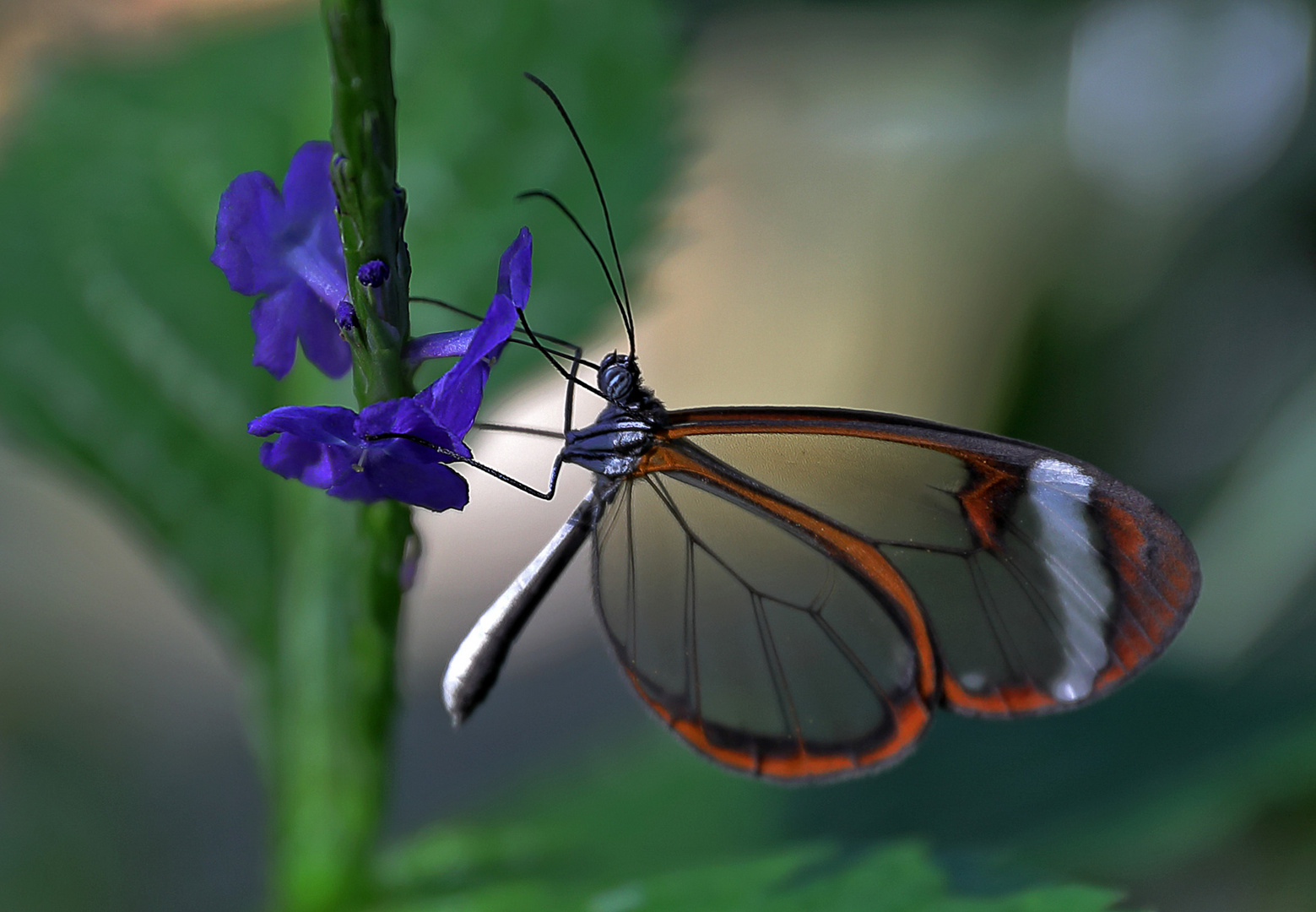 Schmetterling 