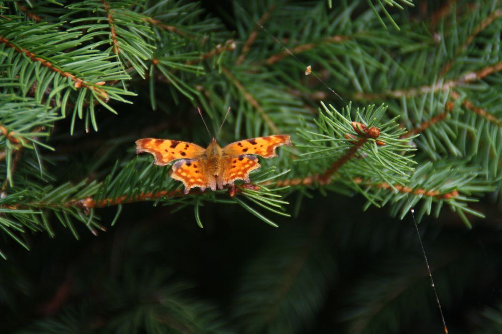 Schmetterling