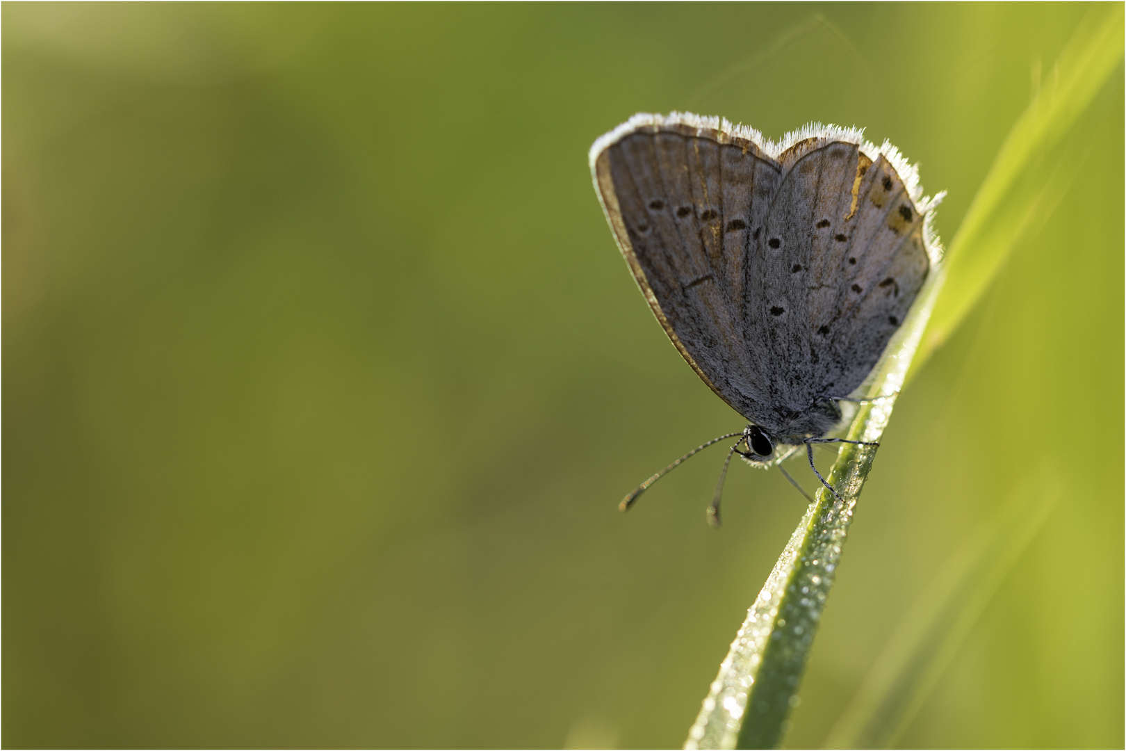 Schmetterling