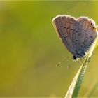 Schmetterling