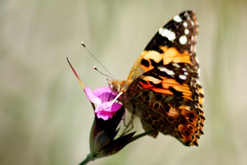 Schmetterling