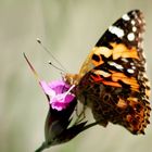 Schmetterling