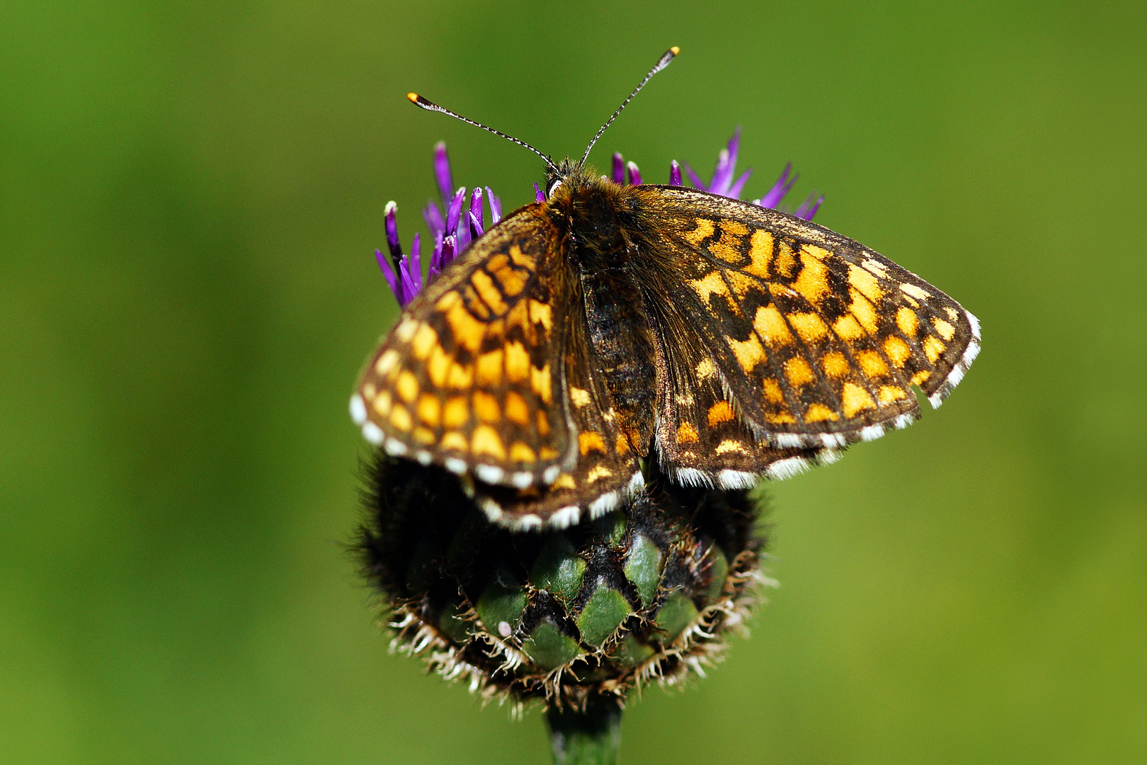 Schmetterling 