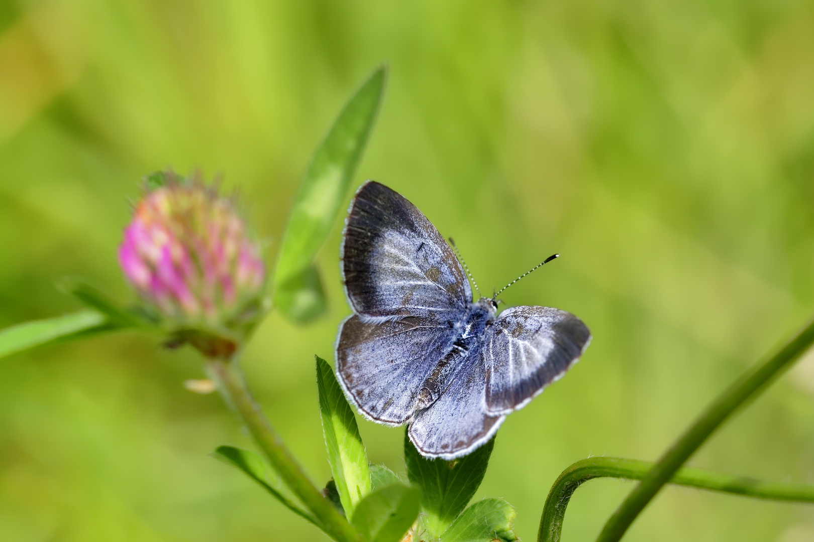 Schmetterling