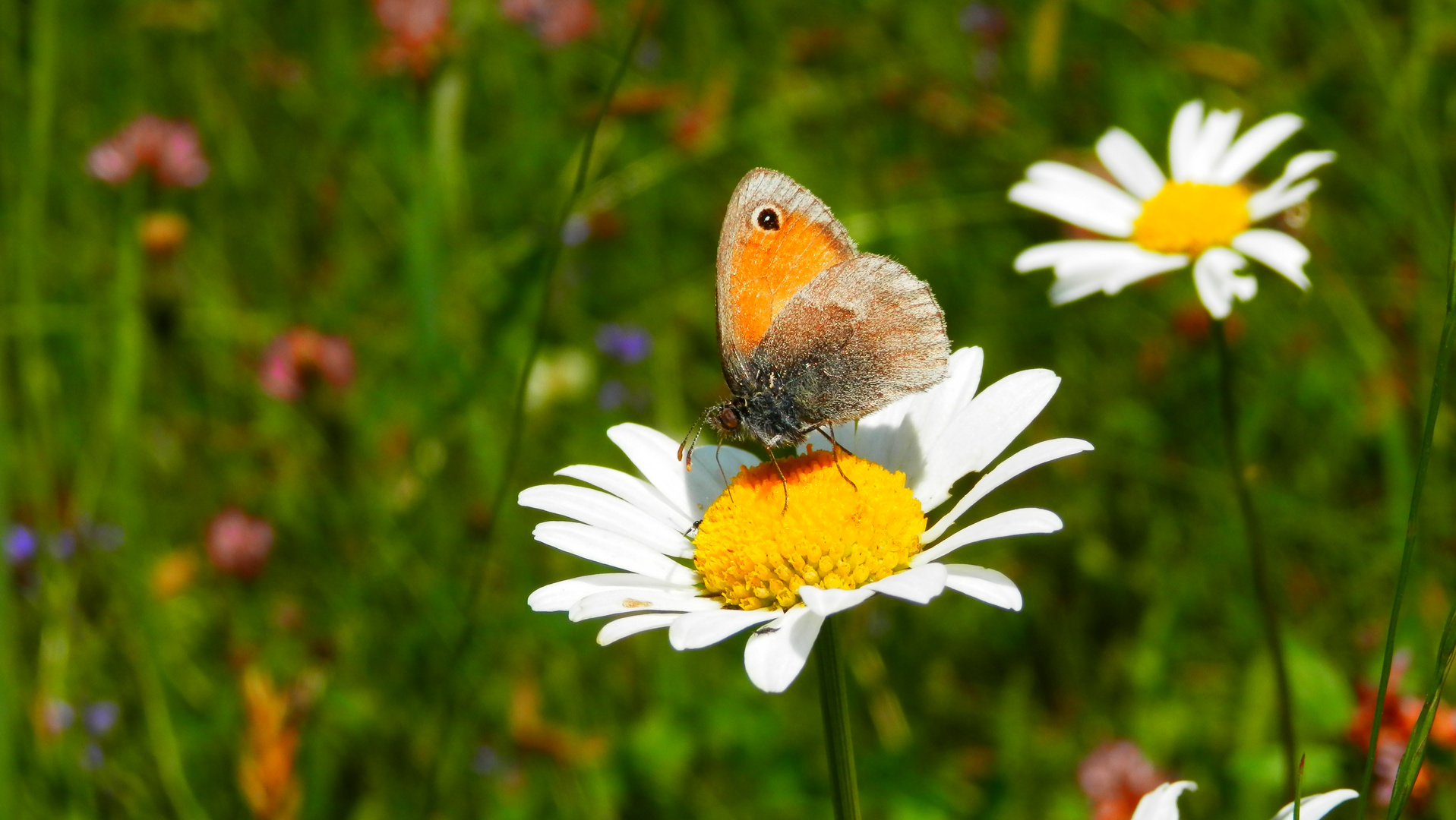 SCHMETTERLING