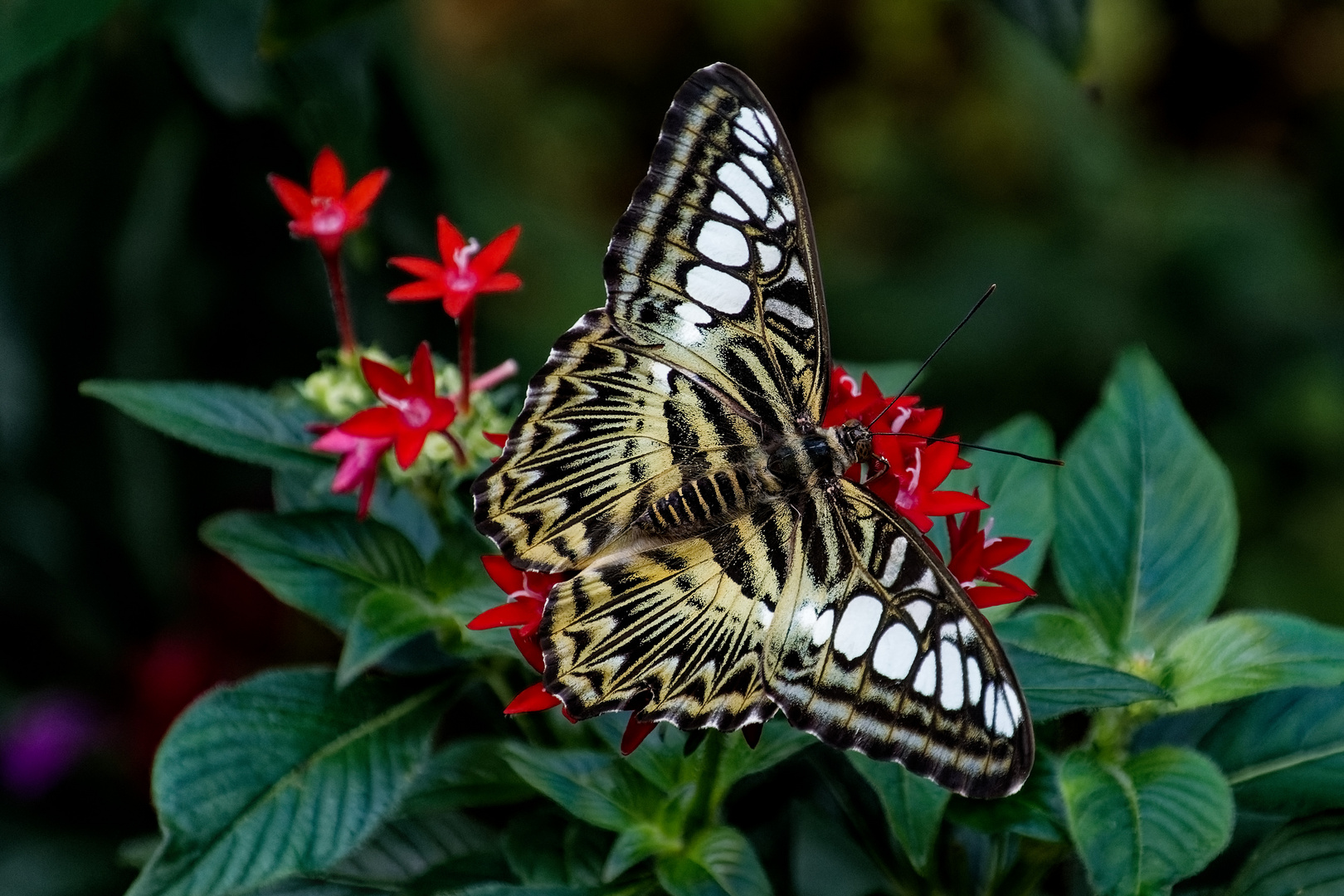 Schmetterling