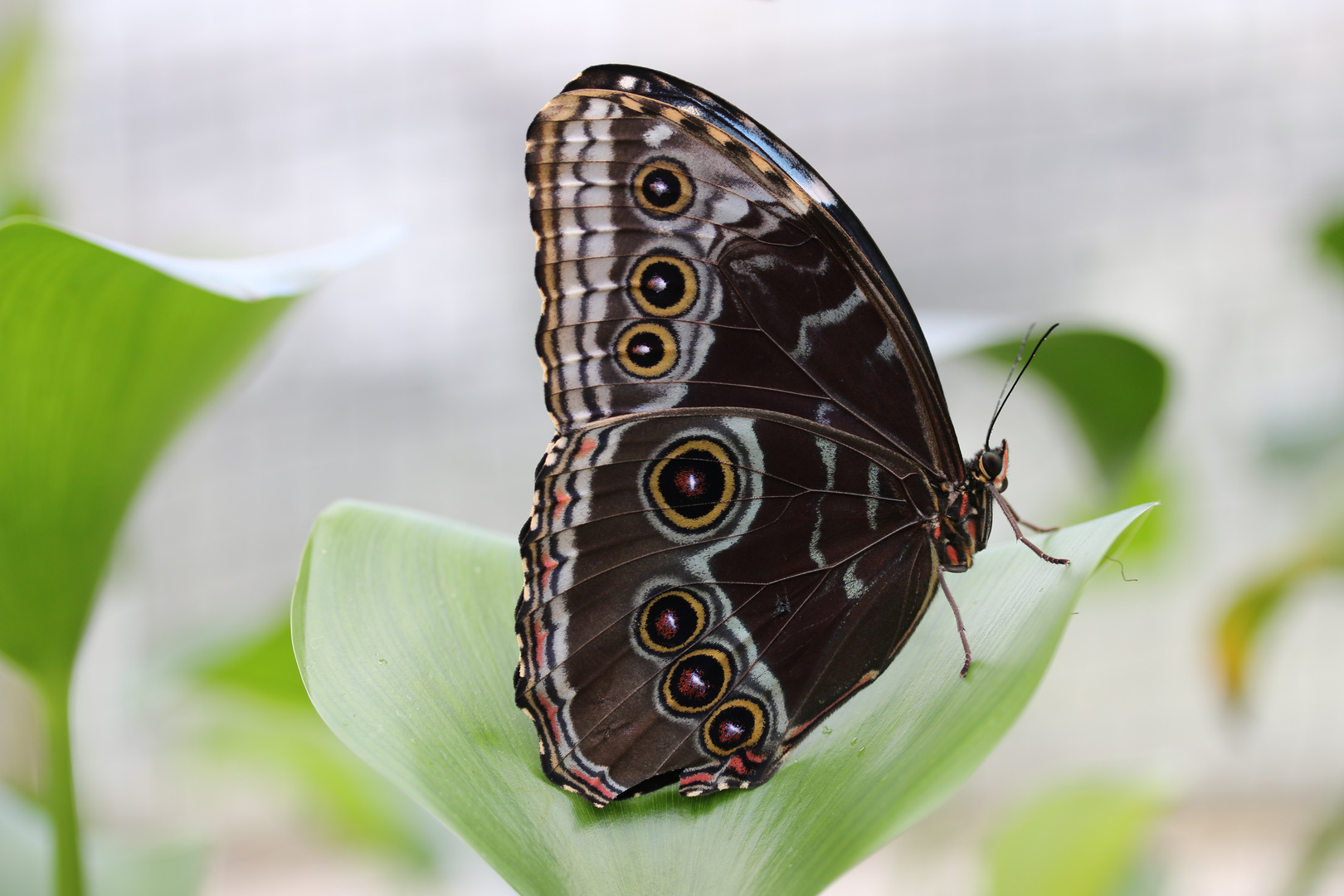 Schmetterling