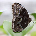 Schmetterling