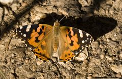 Schmetterling