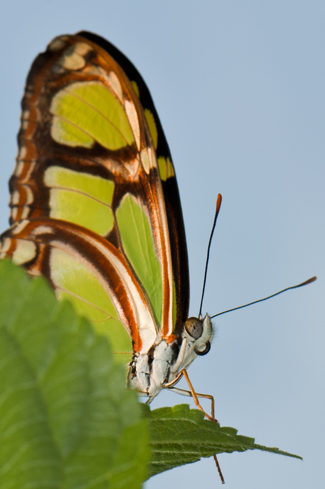 Schmetterling