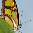 Schmetterling