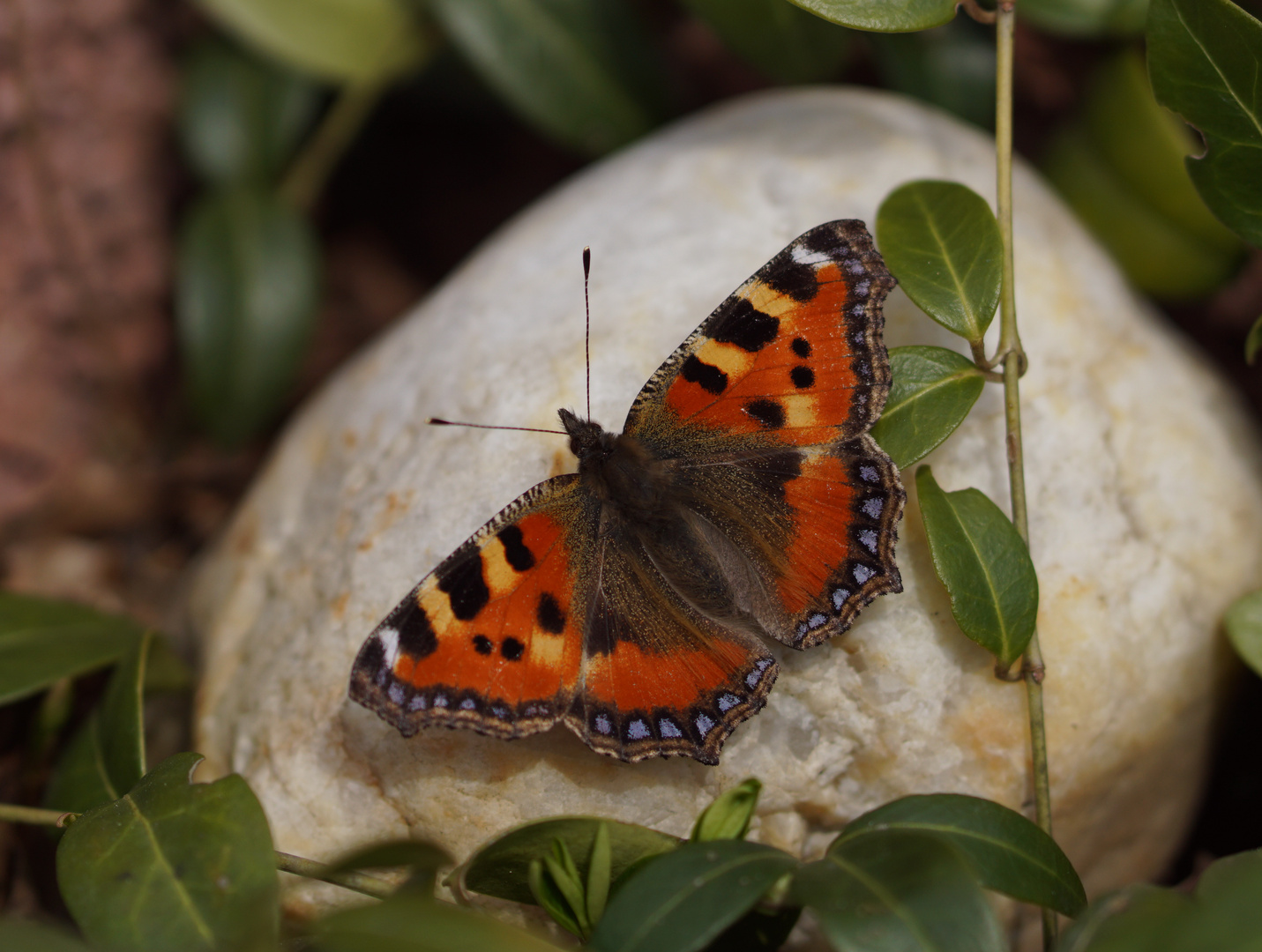 Schmetterling