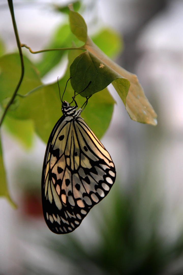 Schmetterling