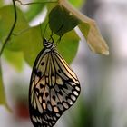 Schmetterling