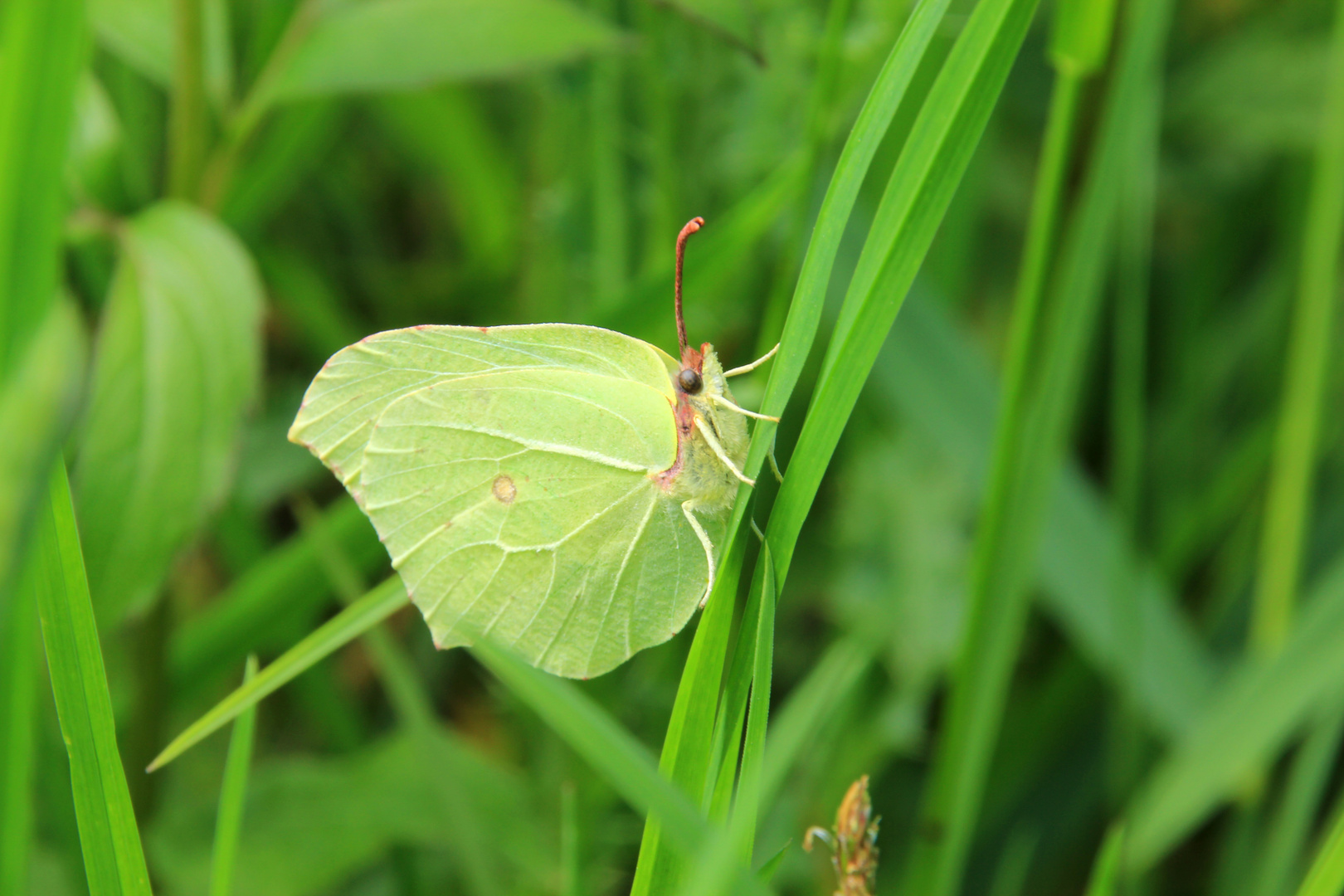 Schmetterling