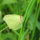 Schmetterling