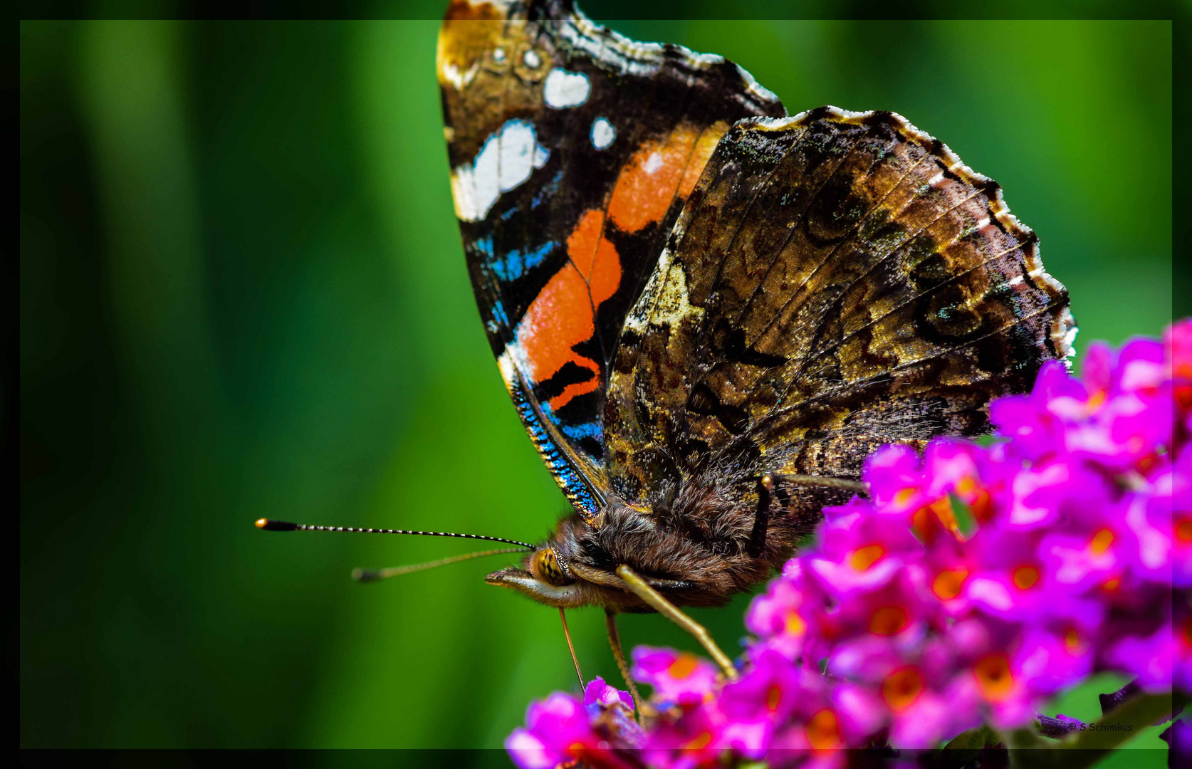 Schmetterling