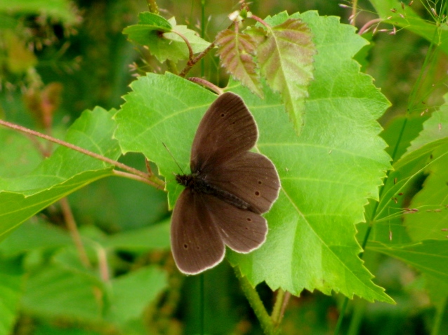 Schmetterling