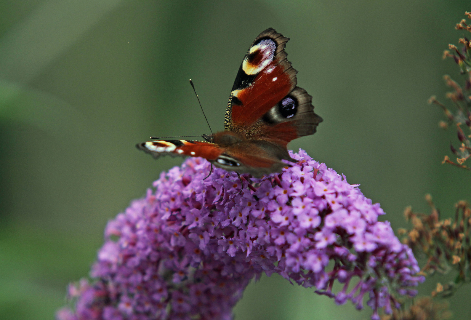 schmetterling