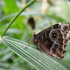 schmetterling