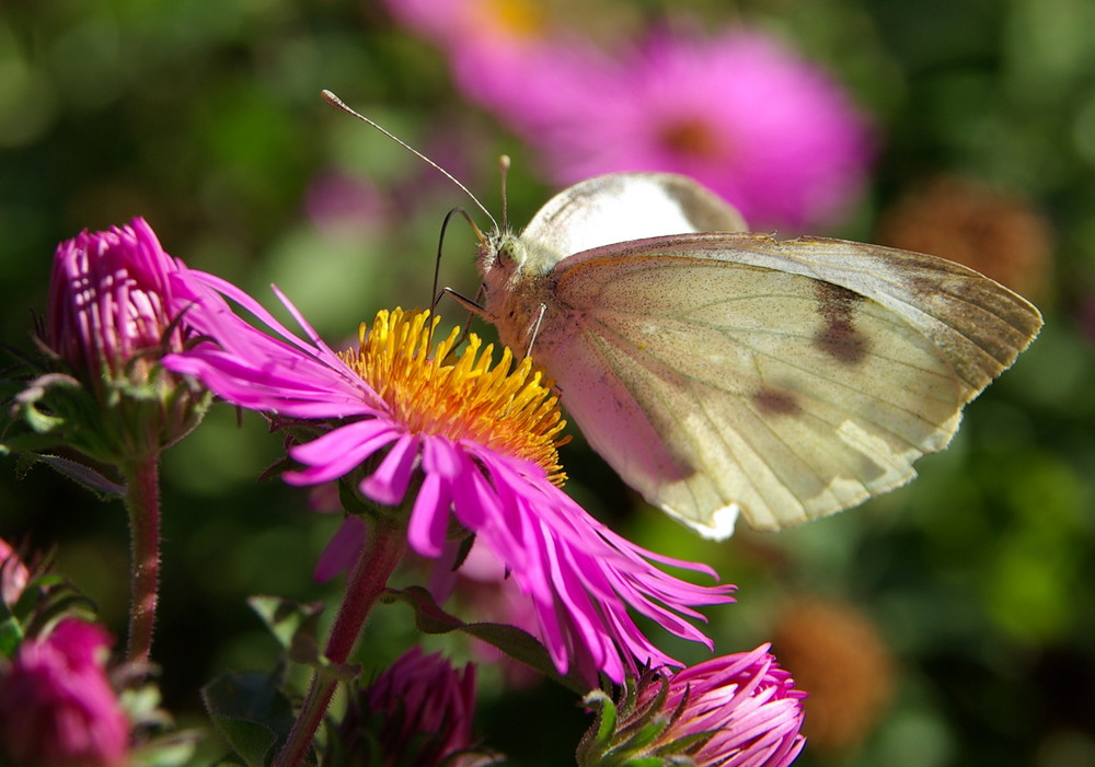 Schmetterling