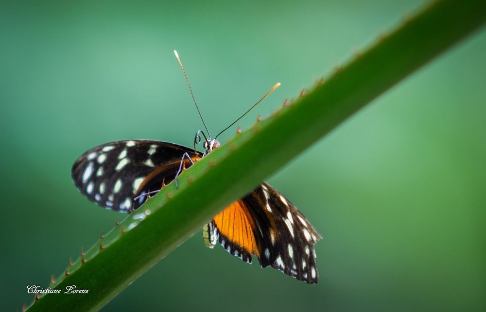 Schmetterling