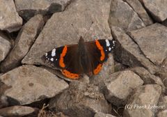 Schmetterling