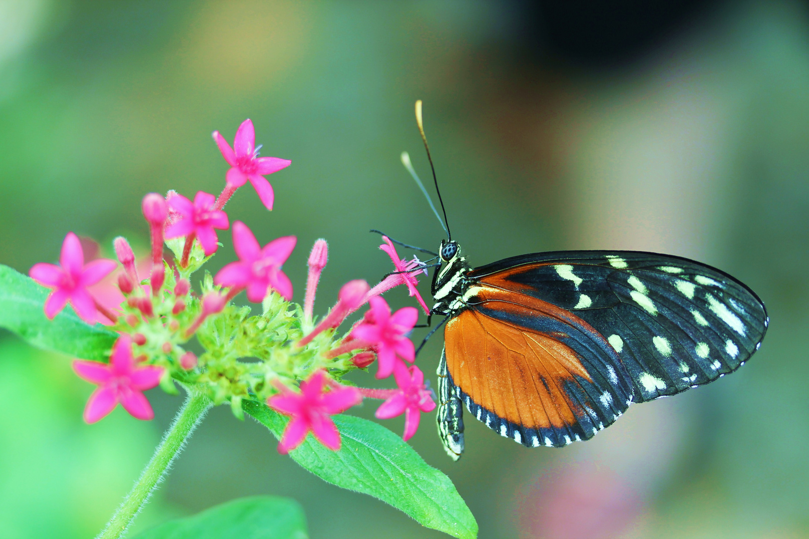 Schmetterling