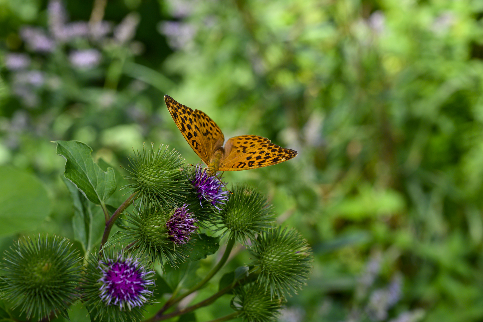 Schmetterling