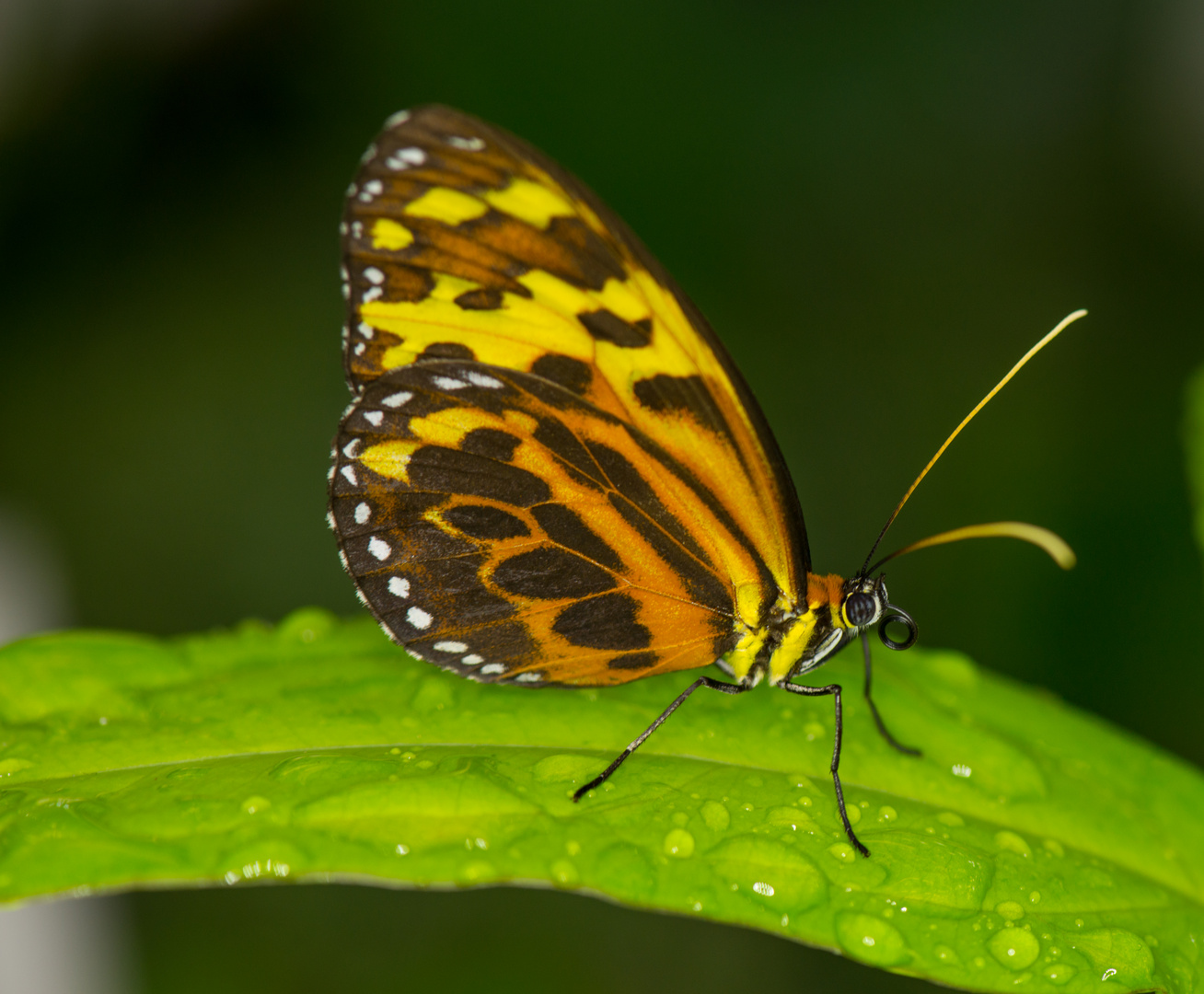 Schmetterling