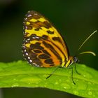 Schmetterling