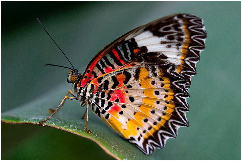 Schmetterling