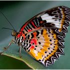 Schmetterling