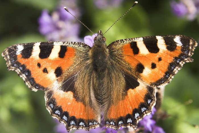 Schmetterling