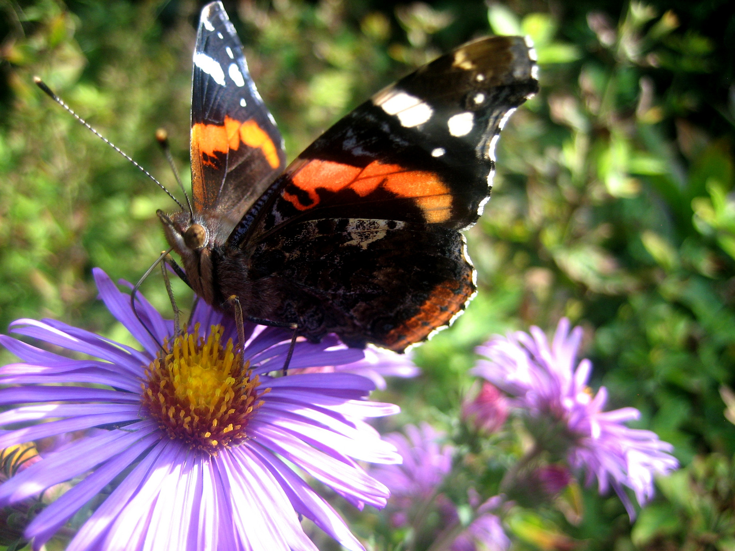 Schmetterling