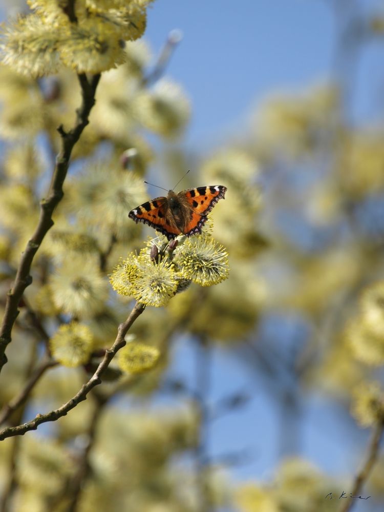 Schmetterling