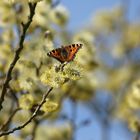 Schmetterling